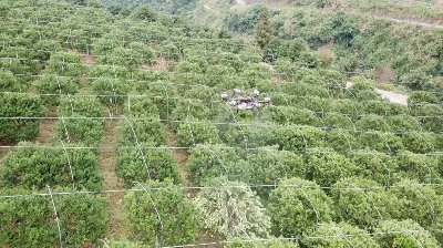 常鋒天馬無人機(jī)按壟飛行果樹植保作業(yè)